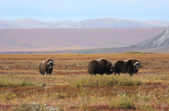 Musk ox grazing on the tundra by the Cape Krusenstern National Monument. (Photo by Doug Demarest/ National Park Service)