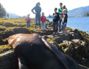 Some children came to watch the sea lion necropsy with their moms on Thursday morning. (Photo by Leila Kheiry/KRBD)