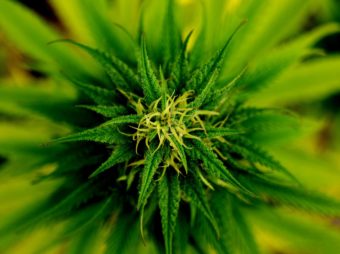 Marijuana plant. (Photo courtesy Pixabay)
