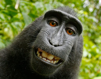 This 2011 image taken by a crested black macaque in Indonesia has ignited a debate over who owns the photo. The camera's owner says the image belongs to him. In its new manual, the U.S. Copyright Office disagrees. David J Slater/Caters News Agency/Wikimedia Commons
