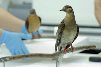 Martha (right), an extinct passenger pigeon, at the Smithsonian's Natural history Museum in Washington. The passenger pigeon was once the world's most plentiful bird. Sept. 1 is the centenary of the bird's extinction. Susan Walsh/AP