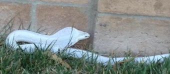 Authorities are hunting for this albino cobra in a Los Angeles suburb. County of Los Angeles Animal Care and Control