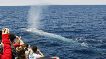 Off the coast of Southern California, a crowd watches a blue whale rise to the surface earlier this summer. A new study says the population of blue whales off the West Coast is close to historic levels. Nick Ut/AP
