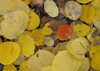 A few aspen trees go their own way, leaves turning red and orange when the majority turn yellow. (Photo by Ned Rozell)