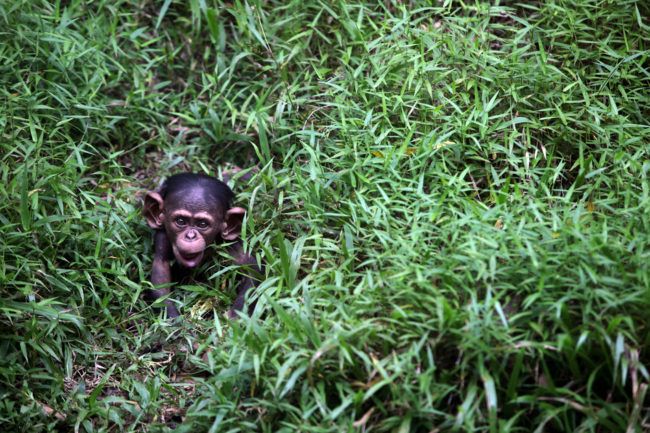 A four-month-old baby Chimpanzee is seen at the National Zoo in Kuala Lumpur in February 2013.