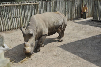 Suni back in 2009, when the rhino arrived at the Ol Pejeta Conservancy in Kenya. (Riccardo Gangale/AP)