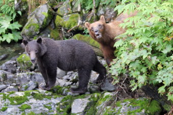 This sow and cub were spotted in the Sitka area in August, 2013. A young male was found dead recently near Sawmill Creek Road. Officials say it may have been poisoned. (Photo by P. Mooney/ADF&G)
