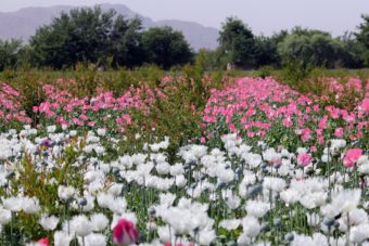 Poppies bloom in a field on the outskirts of Kandahar on April 27, 2014. (Javed Tanveer /AFP/Getty Images)