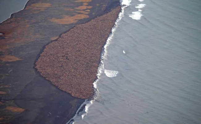 In this aerial photo taken on Sept. 27, 2014, and provided by NOAA, some 35,000 walrus gather on shore near Point Lay, Alaska. Corey Accardo/AP