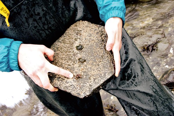 Taylor White pulls up a rock on Sage Beach to see three leptasterias, which are small, 6 legged sea stars that are common at this site. She points to the one with three legs and lesions, symptoms of sea star wasting disease. (Photo by Anne Brice/KCAW)