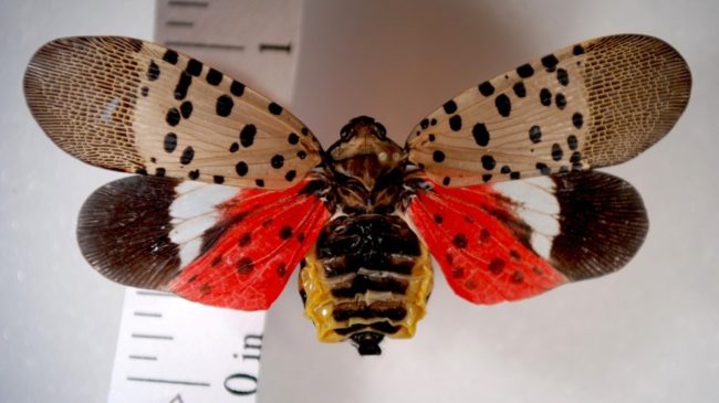 An adult spotted lanternfly is seen, its wings spread to show a colorful hind wing. The invasive pest has sparked a quarantine in Pennsylvania. Holly Raguza/Pennsylvania Department of Agriculture