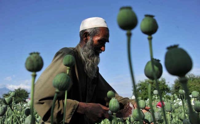 An Afghan farmer collects raw opium as he works in a poppy field in Khogyani District of Nangarhar province in April 2013. AFP/Getty Images