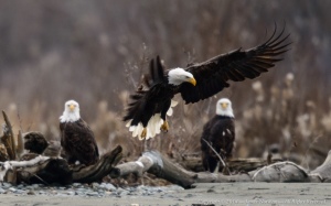 Photographer James Norman shared this picture of eagles along the Chilkat River. (Photo by James Norman)