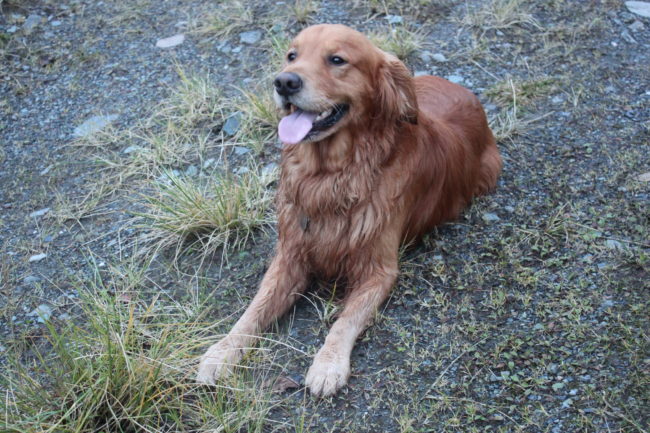Brew helped locate a missing hunter in September. (Photo by Lisa Phu/KTOO)