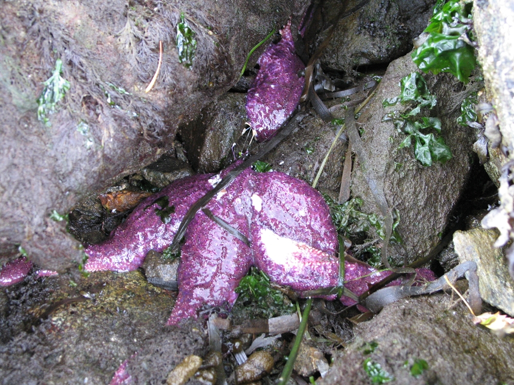 Sea star wasting disease is affecting starfish populations throughout the Pacific, from Alaska to Baja California. (Photo by Kit Harma, pacificrockyintertidal.org)
