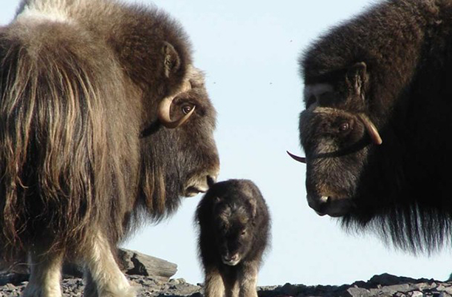 Muskox photographed near Nome. (Photo by Jason Gablaski, Bering Landbridge National Preserve, National Park Service)