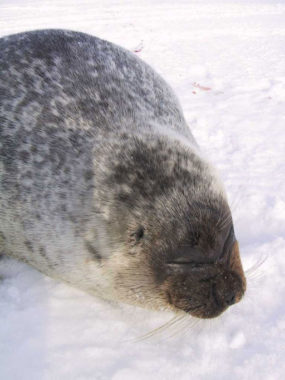 A ringed seal. (Public domain photo by Lee Cooper)