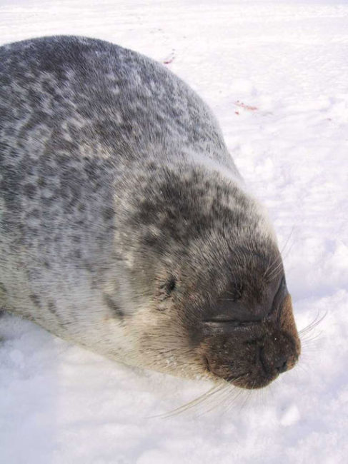 A ringed seal. 