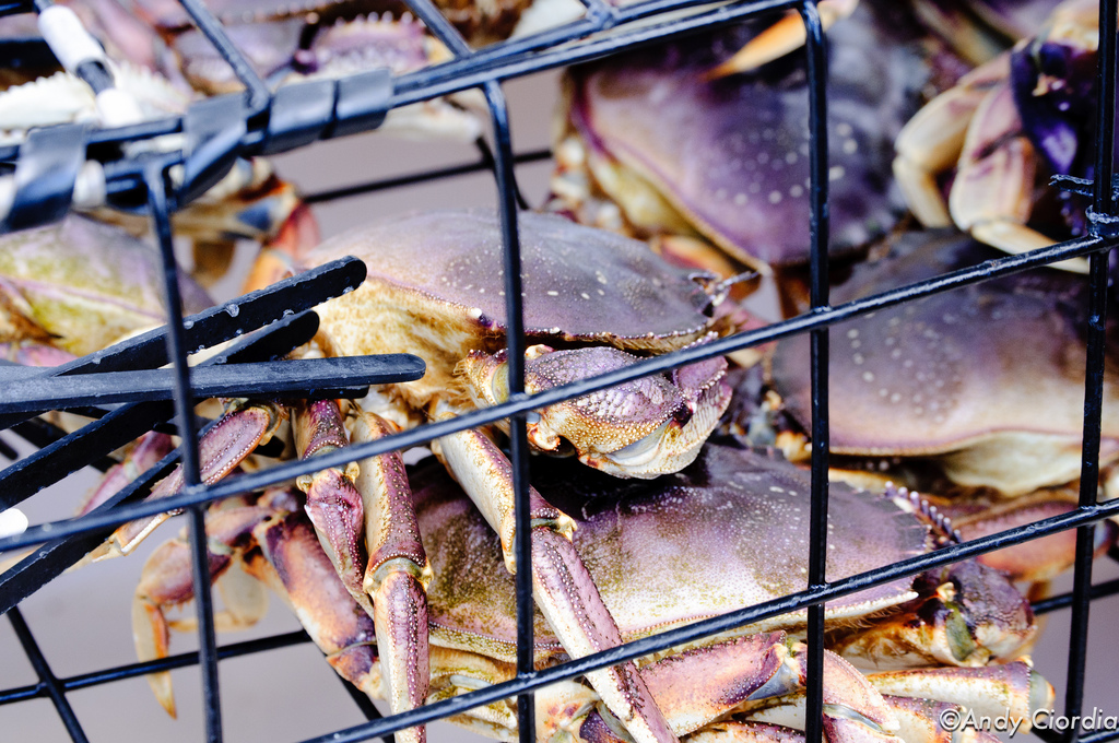 Dungeness crab. (Creative Commons Photo by Andy Clordia)