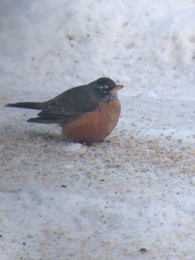 A robin was spotted in Bethel December 17th. (Photo courtesy of Kevin Morgan)