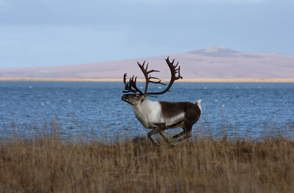 Male caribou running near Kiwalik, Alaska. (Photo by Jim Dau/ADF&G)