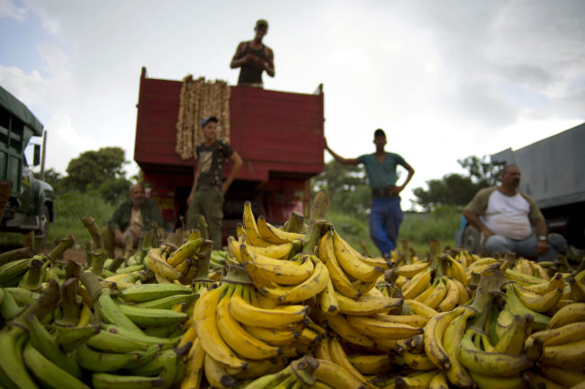 Banana growers at a market on the outskirts of Havana, Cuba, on Sept. 30, 2013. Cuba currently imports few fruits and vegetables from the U.S., but the American Farm Bureau says the change in relations may allow for new trade opportunities. Ramon Espinosa/AP