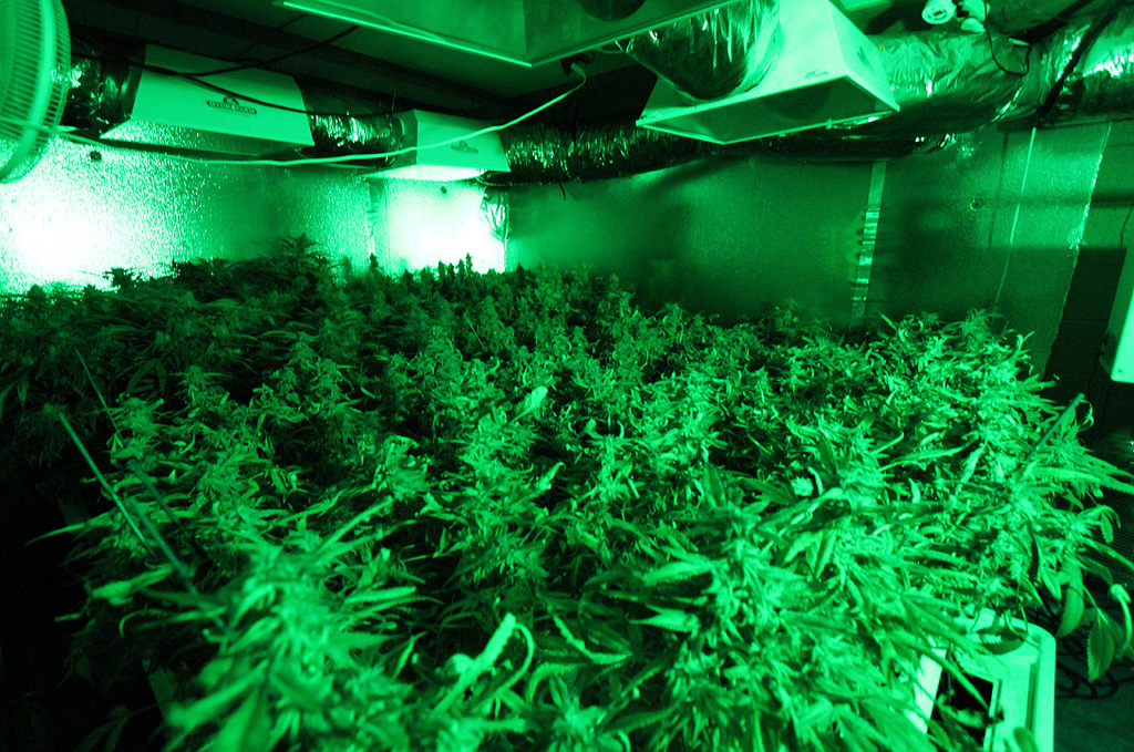 medical marijuana grow operation