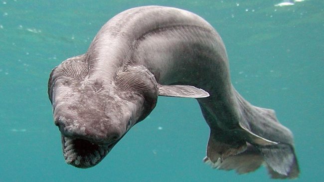 A frilled shark swims in a tank after being found by a fisherman off Japan's coast in 2007. One of the rare creatures was recently caught in Australia, shocking fishermen. Awashima Marine Park/Getty Images