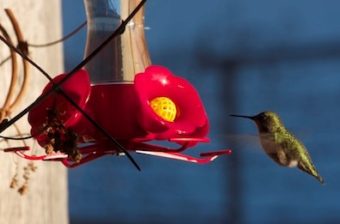 An Anna’s Hummingbird. (Photo courtesy Mike Denker/Takshanuk Watershed Council)