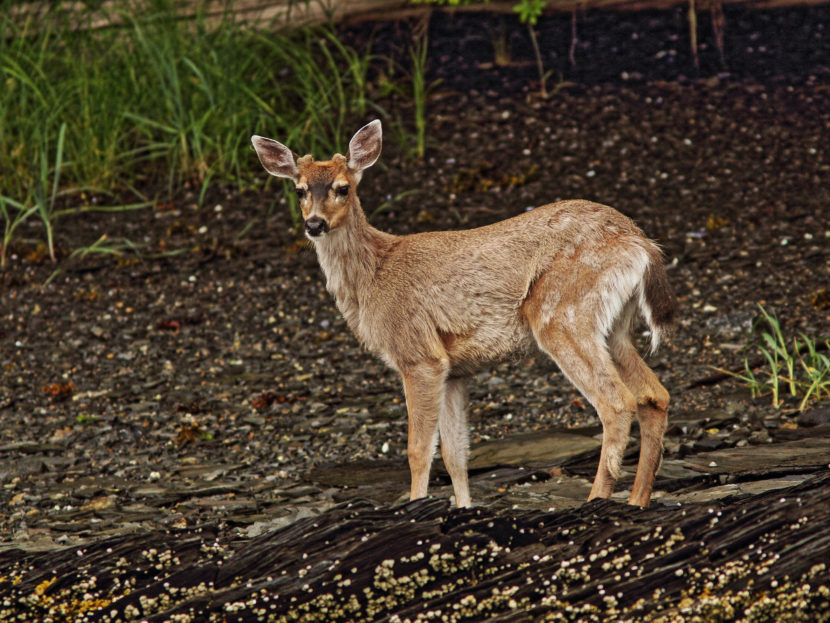 A Sitka black tailed deer in June 2014.