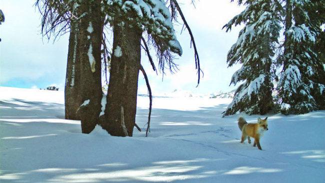 A Sierra Nevada red fox was photographed twice in recent weeks, thanks to a remote motion-sensitive camera. National Park Service