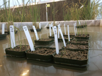 Genetically modified rice plants are shown in a lab in 2006. A new report from Pew Research shows a wide gap between perceptions of safety of GM foods between scientists and the general public. Rich Pedroncelli/AP