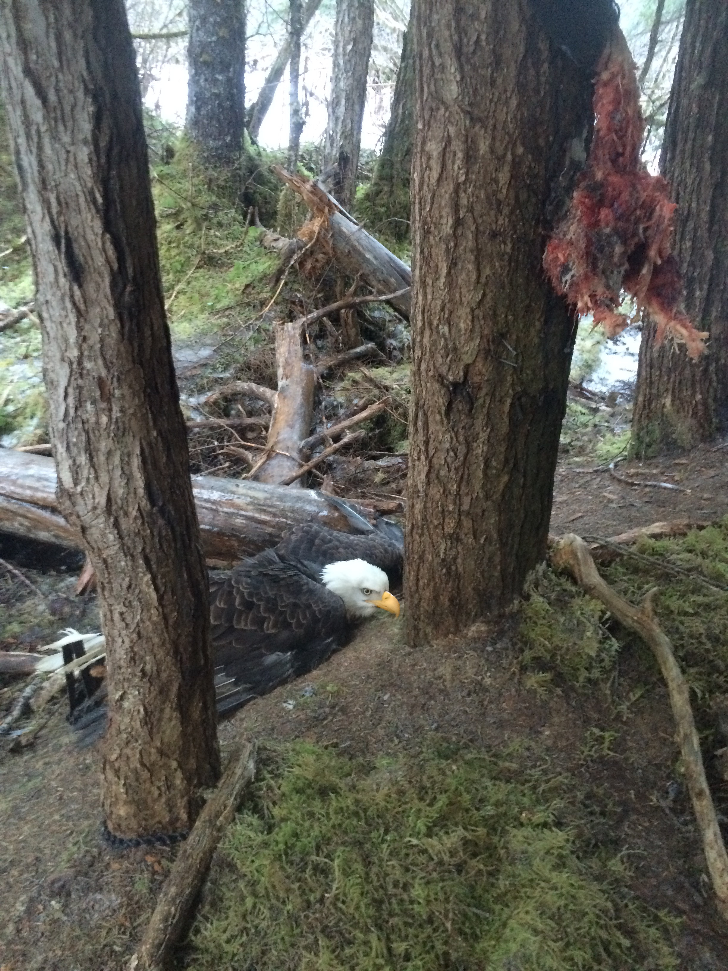A beaver carcass hung on a nearby tree. About a foot above the carcass, Adair says she saw a covering made of branches. This may have been meant to visually block the bait from birds flying above. (Photo courtesy Kathleen Adair)