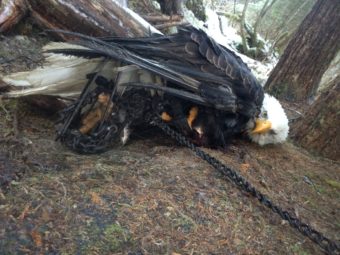 Kathleen Turley encountered this eagle stuck in two traps Dec. 24, 2014. She freed the eagle and tampered with other legally set traps in the area. She's now being sued. (Photo courtesy of Kathleen Turley)