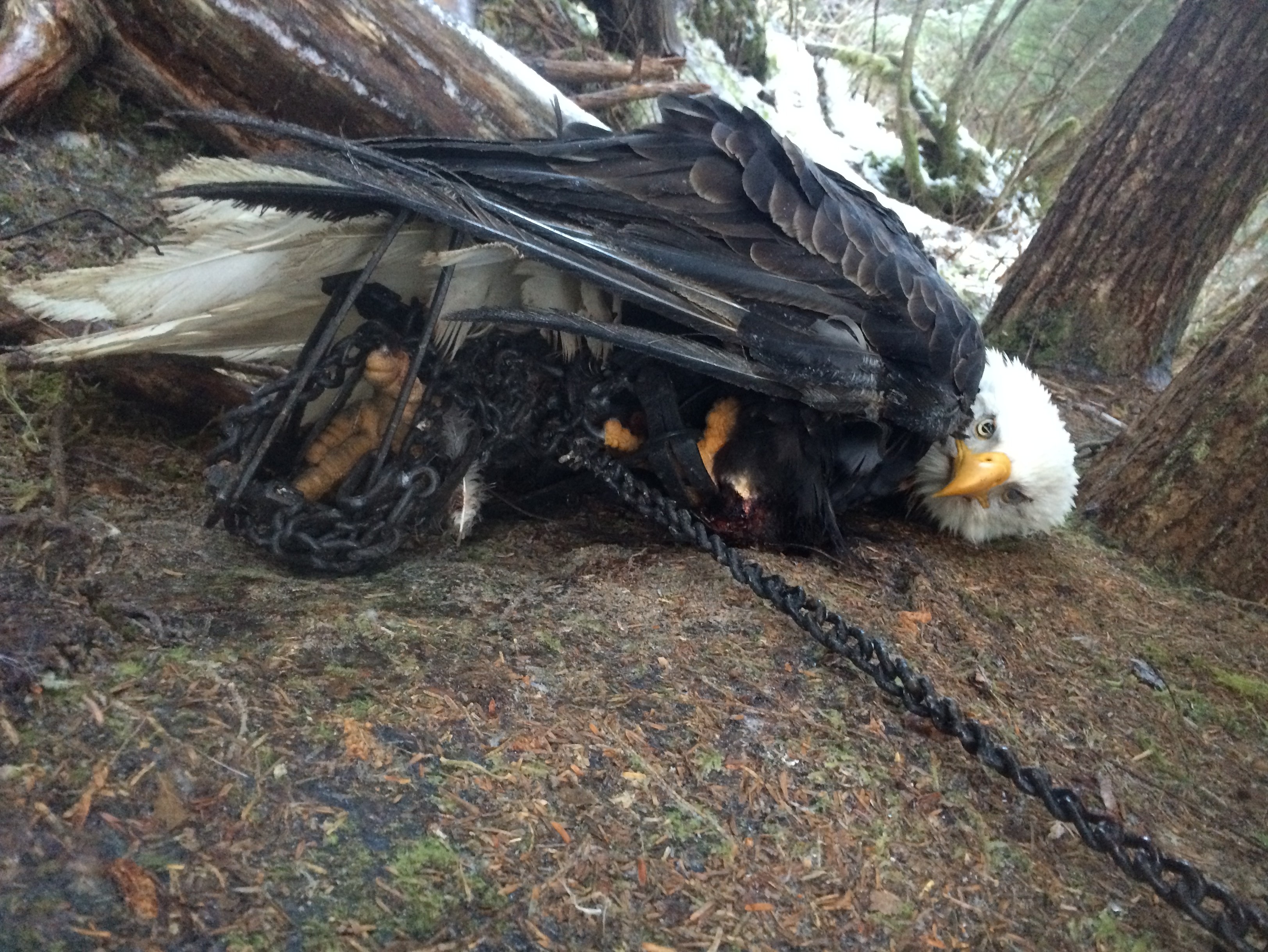 Kathleen Turley encountered this eagle stuck in two traps Dec. 24, 2014. She freed the eagle and tampered with other legally set traps in the area. She's now being sued. (Photo courtesy Kathleen Turley)