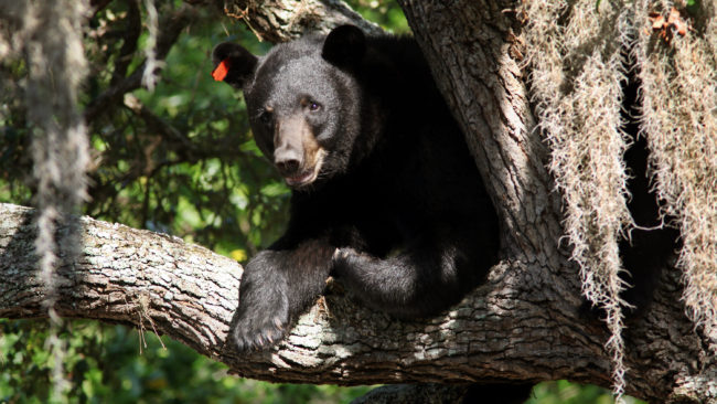 This black bear was spotted atop a tree in Tampa, Fla., on May 17, 2013. The bear population has been on the rise, so state wildlife officials are calling for a bear hunting season. Skip O'Rourke /MCT /Landov