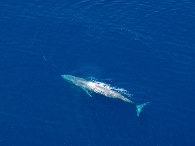  A blue whale is seen in Timor waters in an undated photo. The marine mammal buttresses Cope's rule, the notion that over the course of evolution, most animals tend to get bigger. Kiki Dethmers/AP