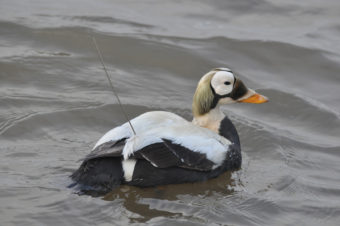 A spectacled eider with an implanted satellite transmitter. (Photo courtesy Matt Sexson/USGS Science Center)