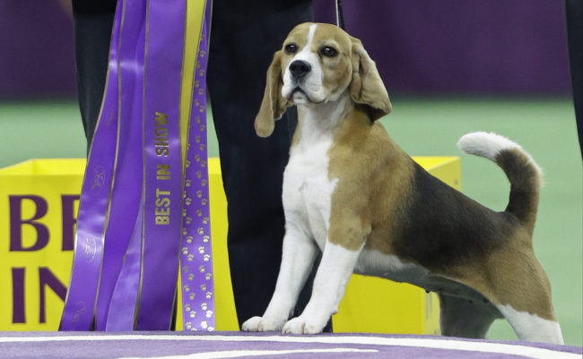 The divine Miss P, a 15-inch beagle, took best in show honors at the Westminster Kennel Club dog show Tuesday in New York. Frank Franklin II/AP