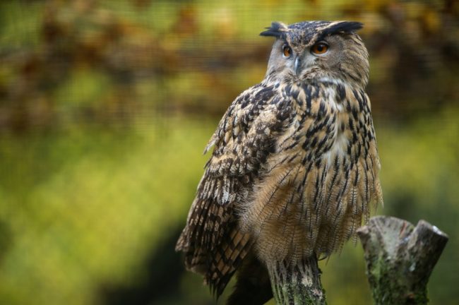 The European eagle owl, like this one from the Mulhouse Zoo in eastern France, is one of the largest owl species, with a wingspan of about six feet. Sebastien Bozon/AFP/Getty Images