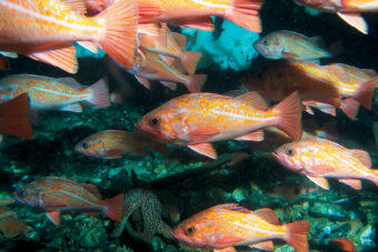 A school of vermilion rockfish. After being depleted decades ago by overfishing, rockfish — a genus of more than 100 tasty species — have made a remarkable comeback. (Donna Schroeder/From 'Probably More Than You Want to Know About the Fishes of the Pacific Coast'/Courtesy Milton Love)