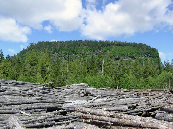 Beached logs pile up in Shoal Cove on Revilla Island in the Tongass National Forest. A new report challenges old-growth logging spending in the forest. (Photo by Jim Baichtal/USFS)