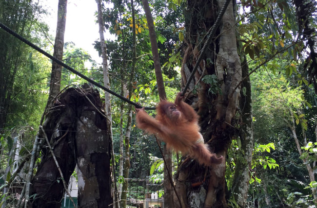 A baby orangutan wearing a diaper swings through the trees at the Sumatran Orangutan Conservation Program outside Medan, capital of Indonesia's North Sumatra province. The program takes mostly orphaned orangutans, nurses them back to health and releases them back into the wild. Anthony Kuhn/NPR