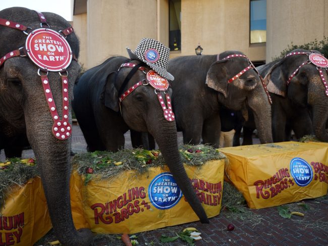 Elephant acts at Ringling Bros. and Barnum & Bailey Circus will be phased out by 2018, the circus' parent company said today. The elephants will retire to a conservation center in Polk City, Fla. Tamika Moore/AL.com/Landov