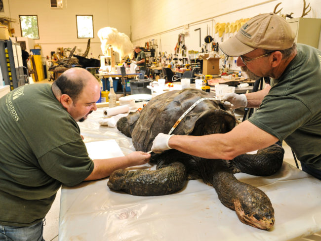 George Dante (left) and his colleague James Grill measure Lonesome George shortly after his arrival in the Wildlife Preservations office in Woodland Park, N.J. Denis Finnin/AMNH
