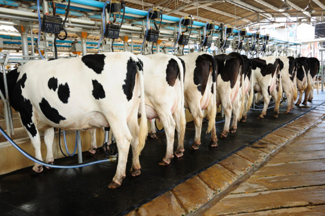 FDA tests have turned up residues suggesting a few dairy farmers are illegally using antibiotics. iStockphoto