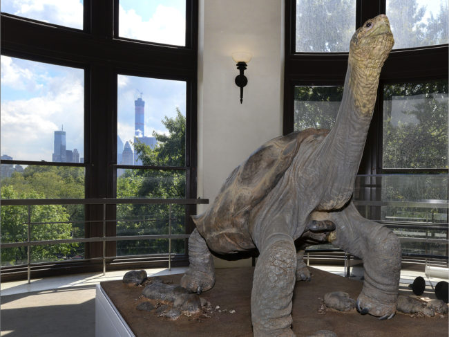 Lonesome George on display at the American Museum of Natural History. Roderick MIckens/AMNH