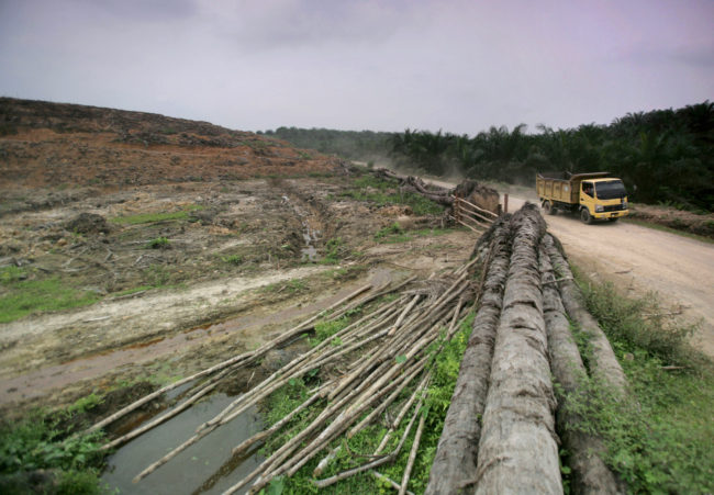 A truck passes the barren land of a former palm oil plantation that is to be replaced by forest in Aceh Tamiang, an area inside Sumatra's Leuser Ecosystem. The 6.5 million-acre area is an important part of the orangutans' habitat. But it is threatened by palm oil plantations, mining and logging. Chaideer Mahyuddin/AFP/Getty Images