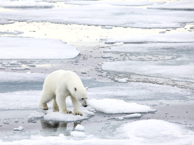Climate skeptic Willie Soon has argued in the past that too much ice is bad for polar bears. An investigation into Soon's funding found he took money from the fossil fuel industry and did not always disclose that source. iStockphoto