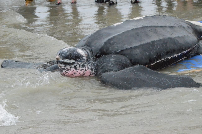 Yawkey was released back into the Atlantic on Thursday. The leatherback turtle was found stranded last Saturday. South Carolina Aquarium